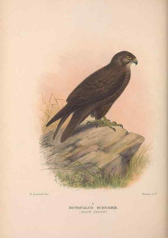 Reproducción/Reproduction 48684727627: The Birds of Australia. London :Witherby & Co.,1910-1927.. 