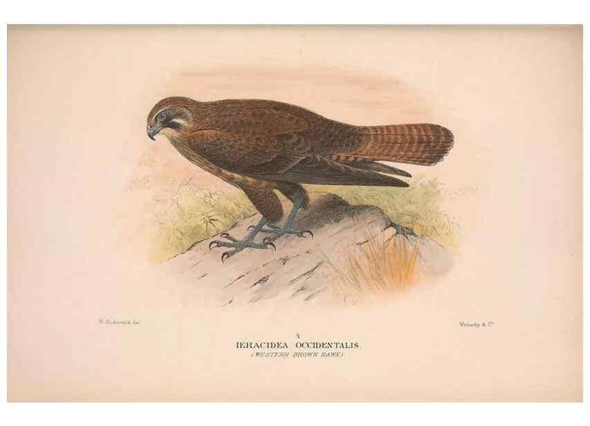 Reproducción/Reproduction 48684214388: The Birds of Australia. London :Witherby & Co.,1910-1927.. 
