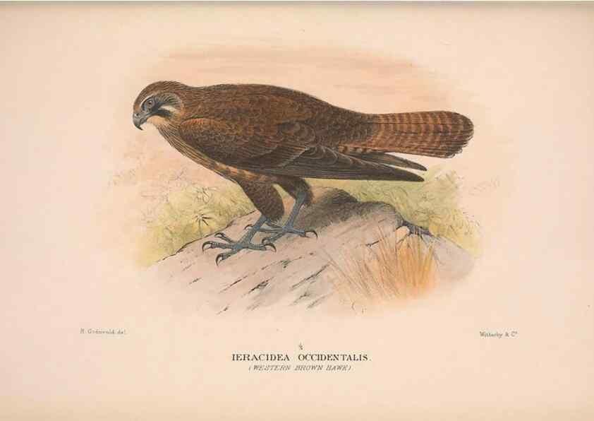 Reproducción/Reproduction 48684214388: The Birds of Australia. London :Witherby & Co.,1910-1927.. 