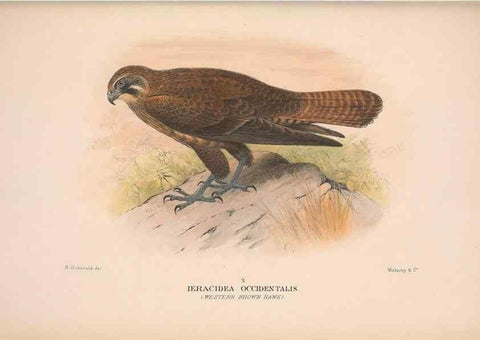 Reproducción/Reproduction 48684214388: The Birds of Australia. London :Witherby & Co.,1910-1927.. 