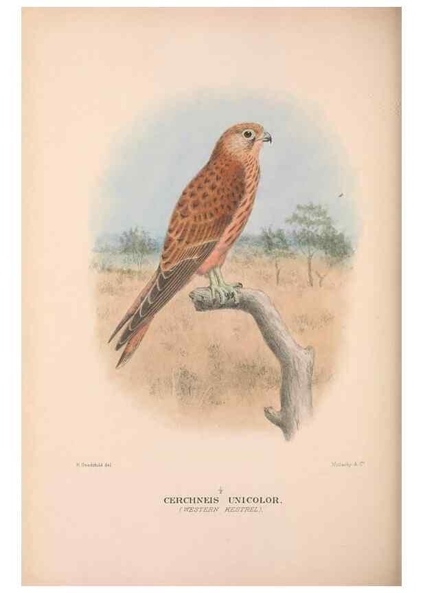 Reproducción/Reproduction 48684554621: The Birds of Australia. London :Witherby & Co.,1910-1927.. 