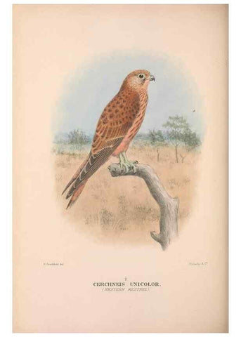 Reproducción/Reproduction 48684554621: The Birds of Australia. London :Witherby & Co.,1910-1927.. 