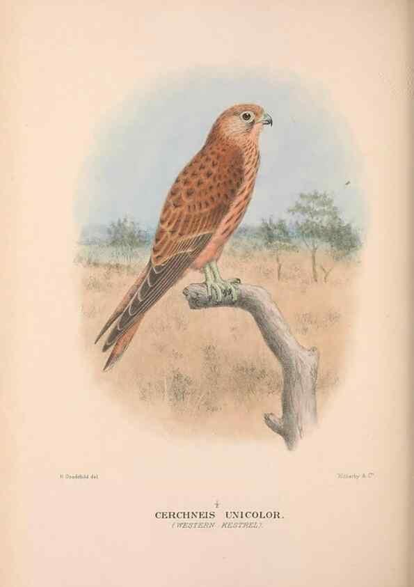 Reproducción/Reproduction 48684554621: The Birds of Australia. London :Witherby & Co.,1910-1927.. 