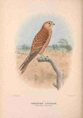 Reproducción/Reproduction 48684554621: The Birds of Australia. London :Witherby & Co.,1910-1927.. 