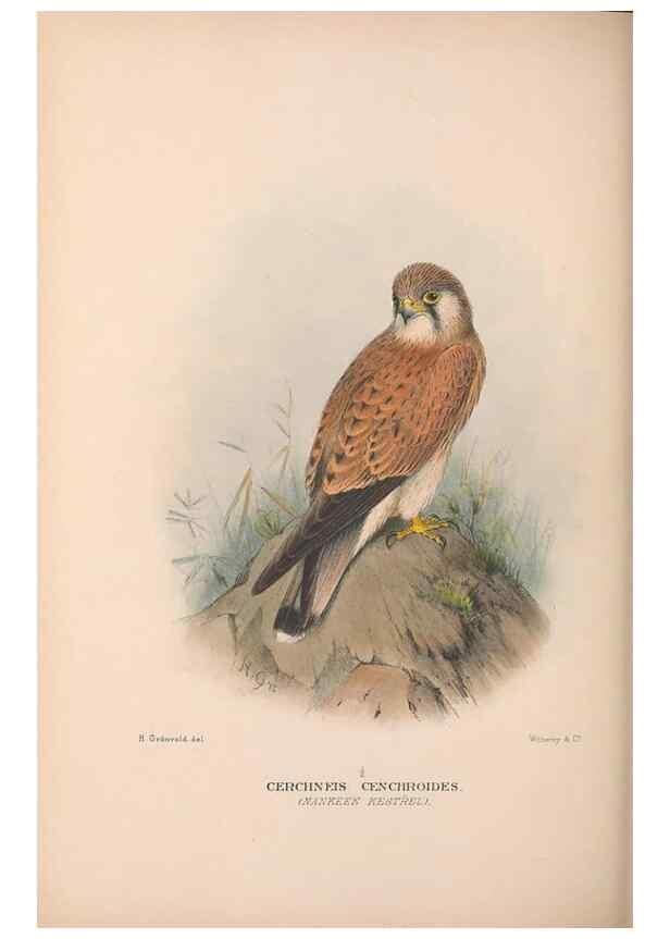 Reproducción/Reproduction 48684214978: The Birds of Australia. London :Witherby & Co.,1910-1927.. 