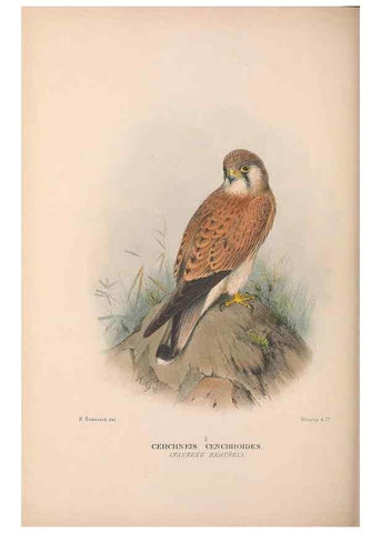Reproducción/Reproduction 48684214978: The Birds of Australia. London :Witherby & Co.,1910-1927.. 