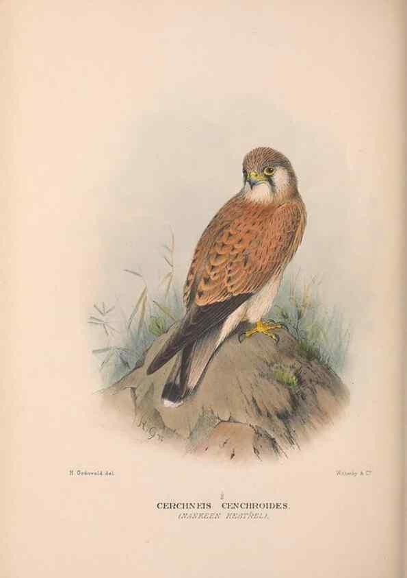 Reproducción/Reproduction 48684214978: The Birds of Australia. London :Witherby & Co.,1910-1927.. 