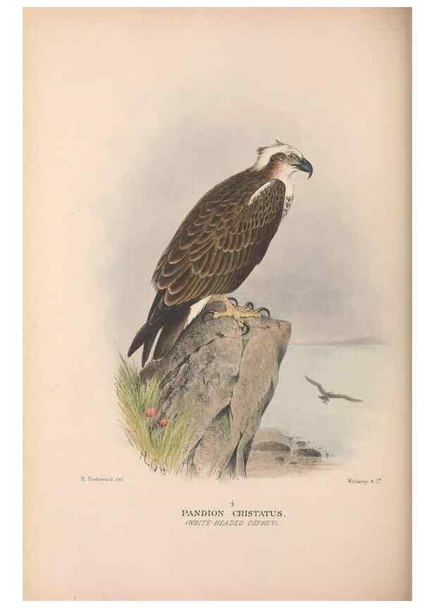Reproducción/Reproduction 48684215223: The Birds of Australia. London :Witherby & Co.,1910-1927.. 