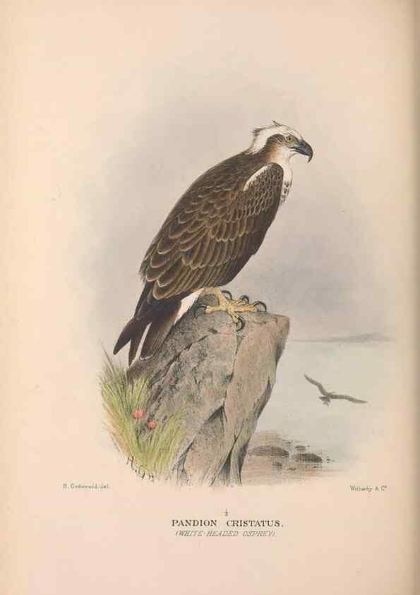 Reproducción/Reproduction 48684215223: The Birds of Australia. London :Witherby & Co.,1910-1927.. 