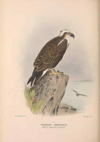 Reproducción/Reproduction 48684215223: The Birds of Australia. London :Witherby & Co.,1910-1927.. 