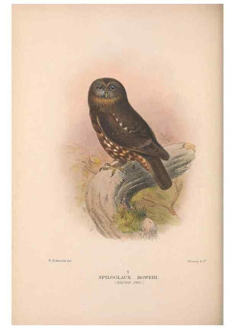 Reproducción/Reproduction 48684729207: The Birds of Australia. London :Witherby & Co.,1910-1927.. 