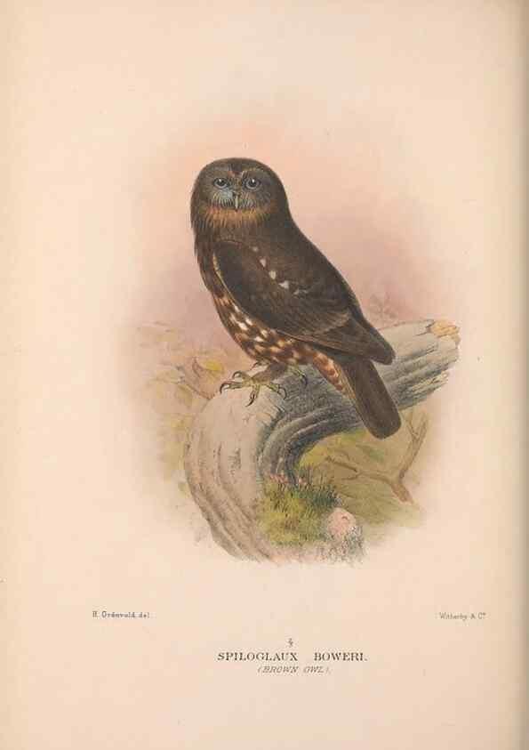 Reproducción/Reproduction 48684729207: The Birds of Australia. London :Witherby & Co.,1910-1927.. 