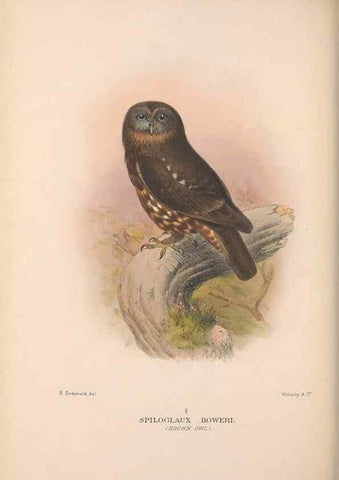 Reproducción/Reproduction 48684729207: The Birds of Australia. London :Witherby & Co.,1910-1927.. 