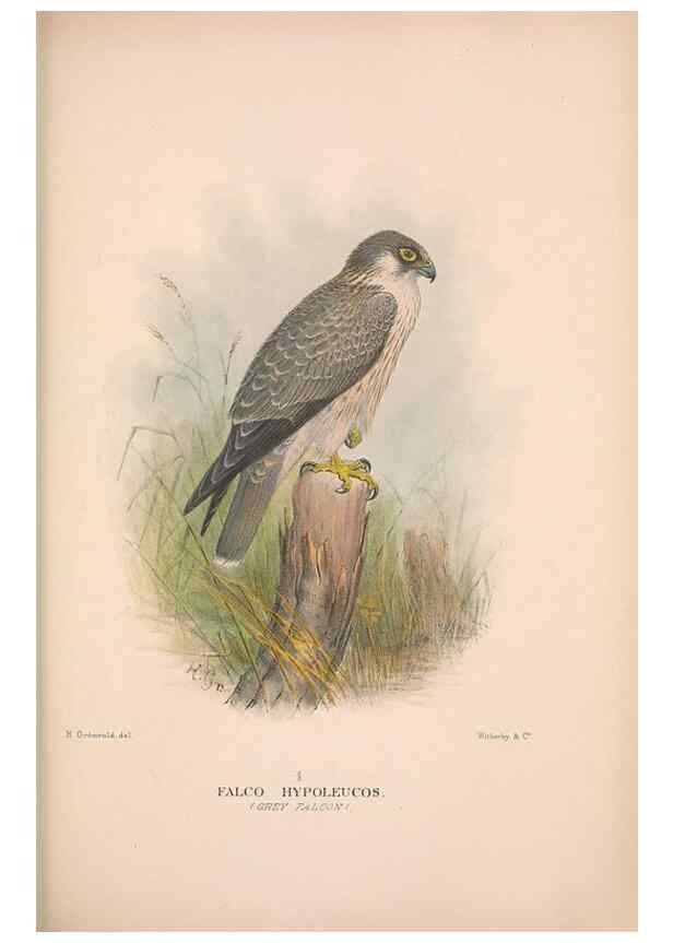 Reproducción/Reproduction 48684553406: The Birds of Australia. London :Witherby & Co.,1910-1927.. 