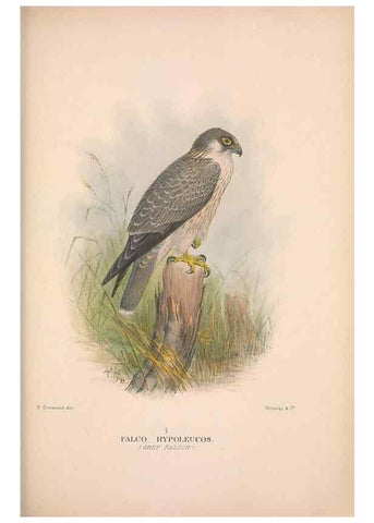 Reproducción/Reproduction 48684553406: The Birds of Australia. London :Witherby & Co.,1910-1927.. 