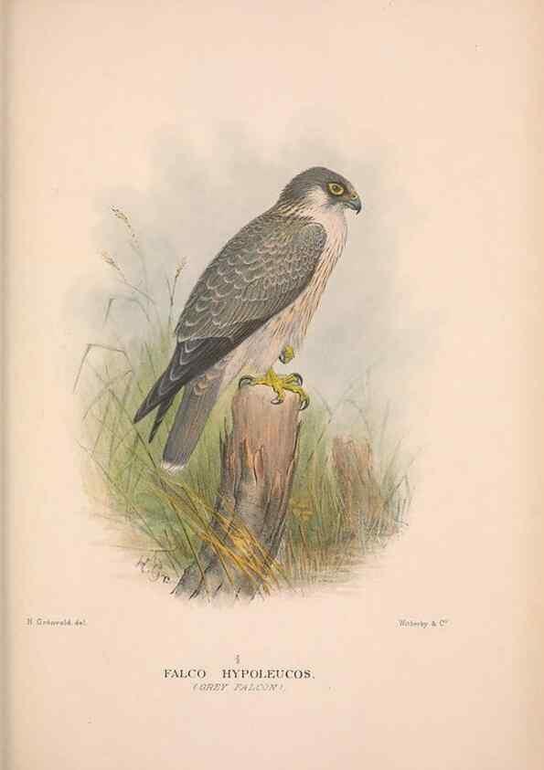 Reproducción/Reproduction 48684553406: The Birds of Australia. London :Witherby & Co.,1910-1927.. 