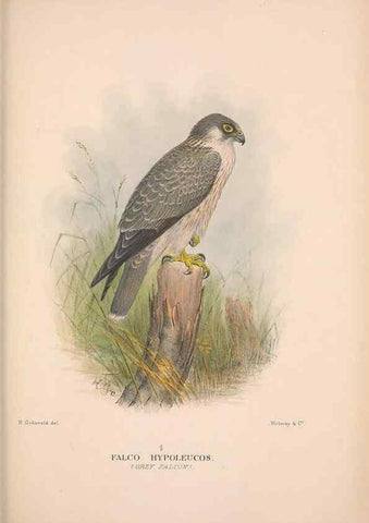 Reproducción/Reproduction 48684553406: The Birds of Australia. London :Witherby & Co.,1910-1927.. 