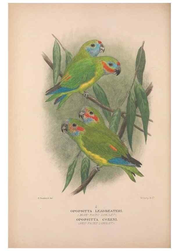 Reproducción/Reproduction 48684782967: The Birds of Australia. London :Witherby & Co.,1910-1927.. 
