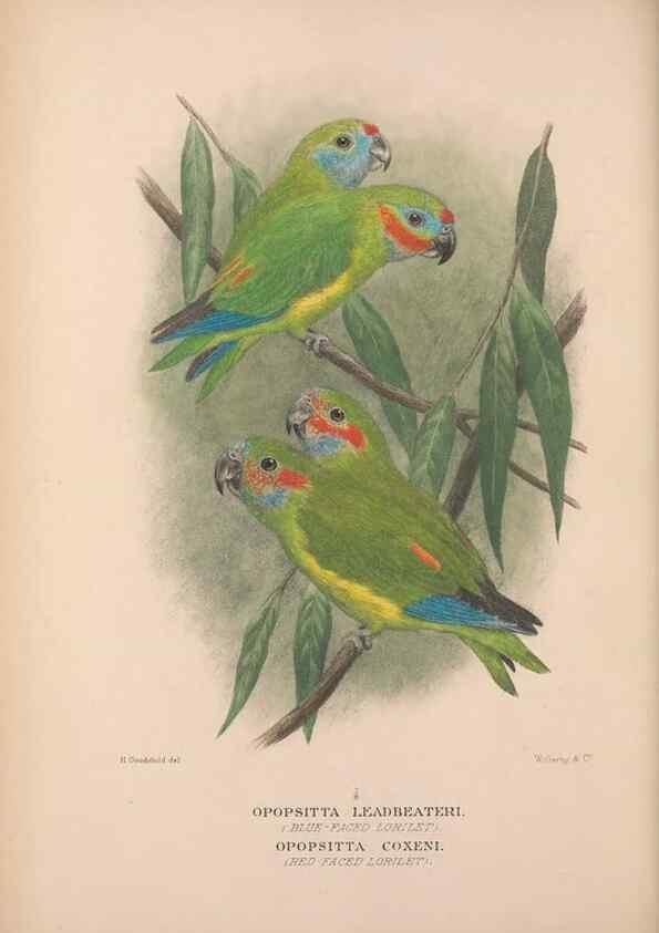 Reproducción/Reproduction 48684782967: The Birds of Australia. London :Witherby & Co.,1910-1927.. 