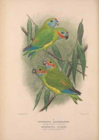 Reproducción/Reproduction 48684782967: The Birds of Australia. London :Witherby & Co.,1910-1927.. 