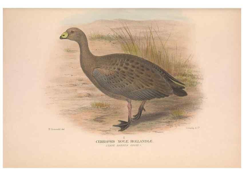 Reproducción/Reproduction 48684654022: The Birds of Australia. London :Witherby & Co.,1910-1927.. 