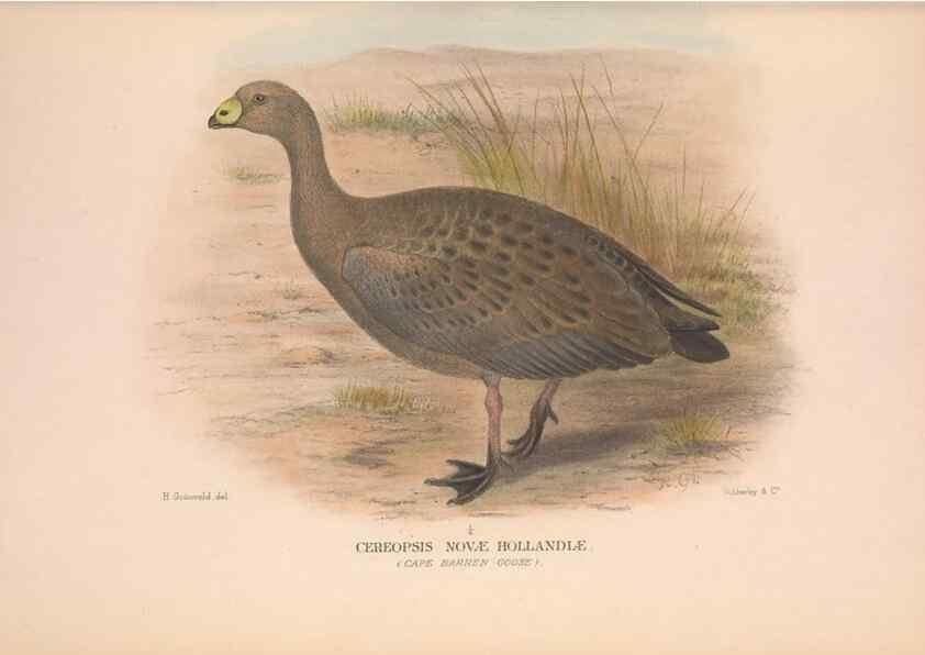 Reproducción/Reproduction 48684654022: The Birds of Australia. London :Witherby & Co.,1910-1927.. 