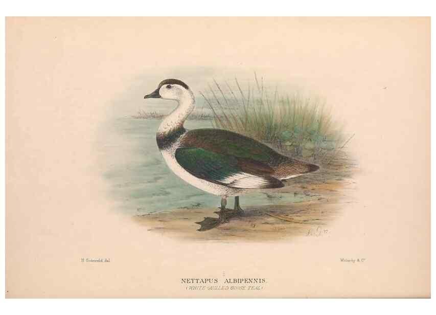 Reproducción/Reproduction 48684653532: The Birds of Australia. London :Witherby & Co.,1910-1927.. 