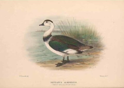 Reproducción/Reproduction 48684653532: The Birds of Australia. London :Witherby & Co.,1910-1927.. 