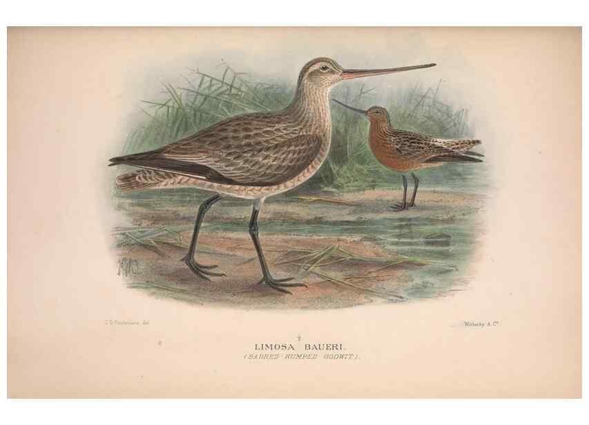 Reproducción/Reproduction 48684053408: The Birds of Australia. London :Witherby & Co.,1910-1927.. 
