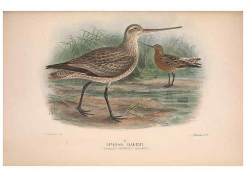 Reproducción/Reproduction 48684053408: The Birds of Australia. London :Witherby & Co.,1910-1927.. 