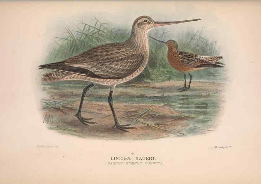 Reproducción/Reproduction 48684053408: The Birds of Australia. London :Witherby & Co.,1910-1927.. 