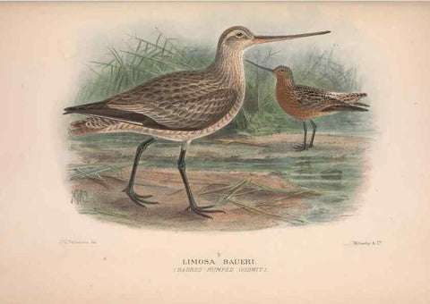Reproducción/Reproduction 48684053408: The Birds of Australia. London :Witherby & Co.,1910-1927.. 