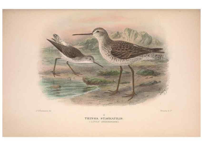 Reproducción/Reproduction 48684053738: The Birds of Australia. London :Witherby & Co.,1910-1927.. 