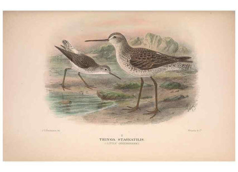 Reproducción/Reproduction 48684053738: The Birds of Australia. London :Witherby & Co.,1910-1927.. 