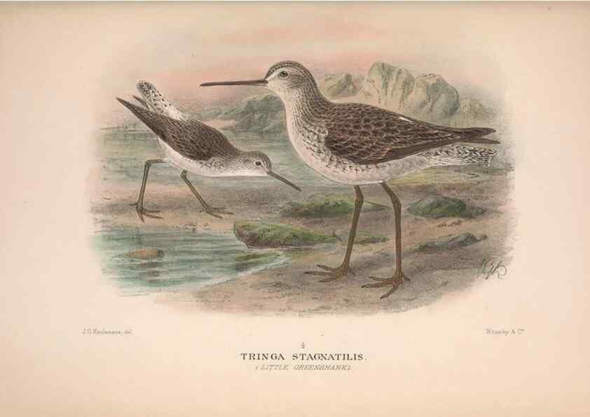 Reproducción/Reproduction 48684053738: The Birds of Australia. London :Witherby & Co.,1910-1927.. 