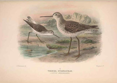 Reproducción/Reproduction 48684053738: The Birds of Australia. London :Witherby & Co.,1910-1927.. 