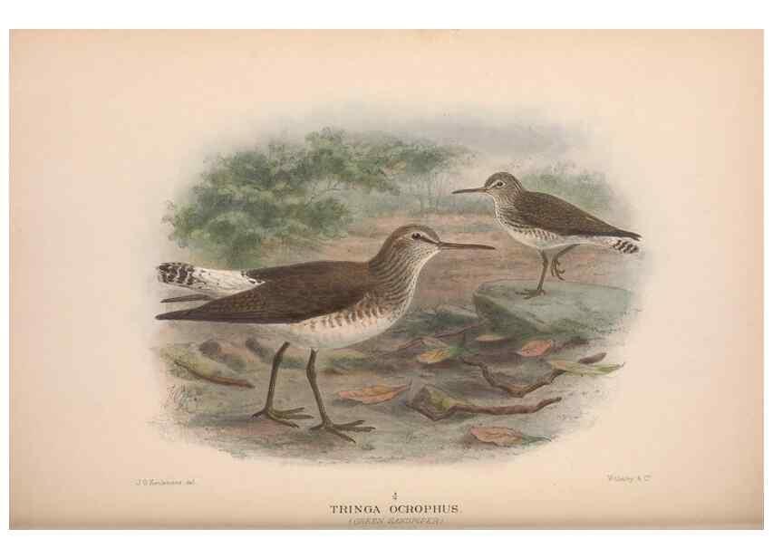 Reproducción/Reproduction 48684569017: The Birds of Australia. London :Witherby & Co.,1910-1927.. 