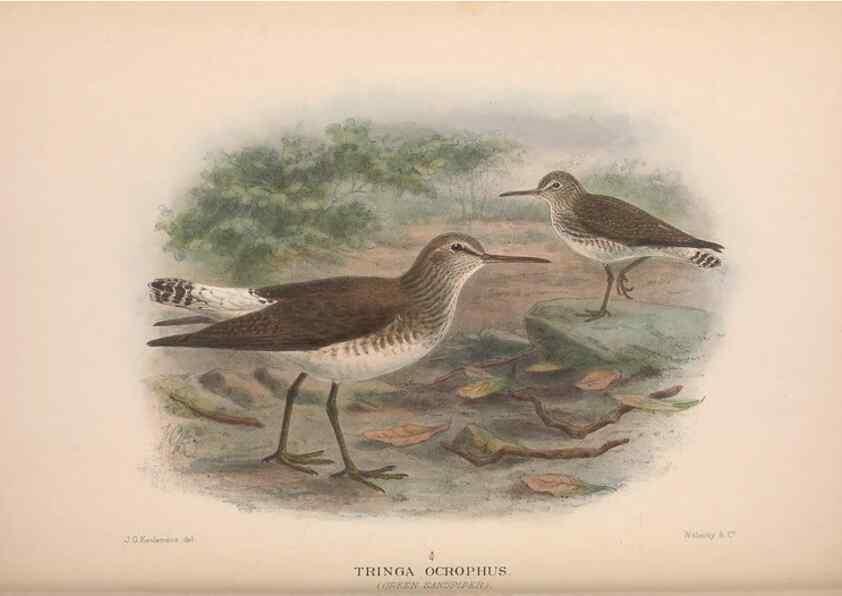 Reproducción/Reproduction 48684569017: The Birds of Australia. London :Witherby & Co.,1910-1927.. 