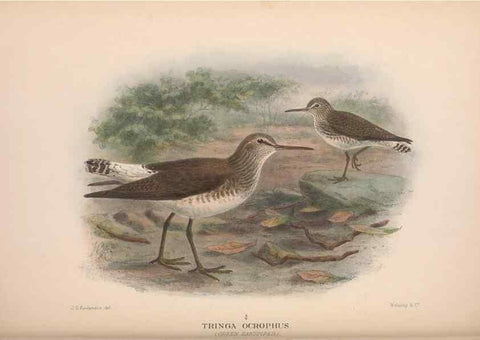 Reproducción/Reproduction 48684569017: The Birds of Australia. London :Witherby & Co.,1910-1927.. 