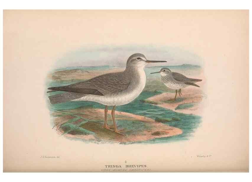 Reproducción/Reproduction 48684393606: The Birds of Australia. London :Witherby & Co.,1910-1927.. 