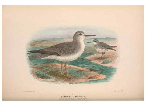 Reproducción/Reproduction 48684393606: The Birds of Australia. London :Witherby & Co.,1910-1927.. 