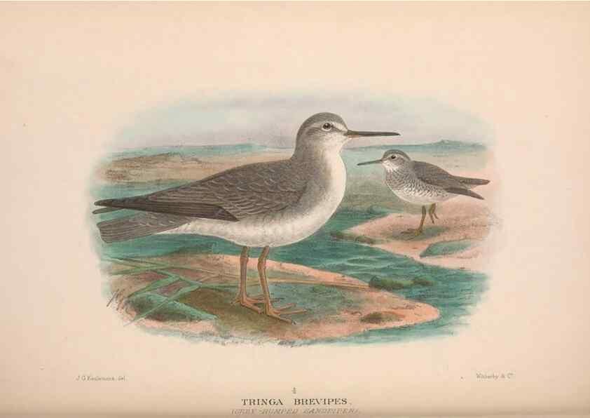 Reproducción/Reproduction 48684393606: The Birds of Australia. London :Witherby & Co.,1910-1927.. 