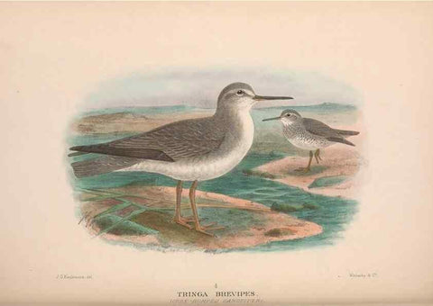 Reproducción/Reproduction 48684393606: The Birds of Australia. London :Witherby & Co.,1910-1927.. 