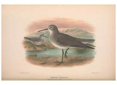 Reproducción/Reproduction 48684569632: The Birds of Australia. London :Witherby & Co.,1910-1927.. 
