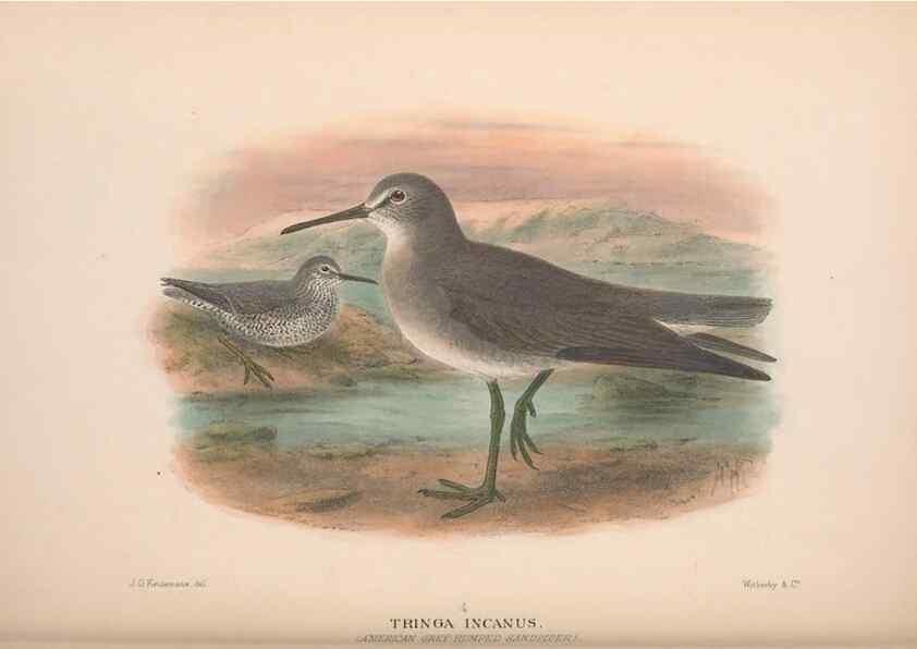 Reproducción/Reproduction 48684569632: The Birds of Australia. London :Witherby & Co.,1910-1927.. 