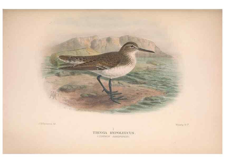 Reproducción/Reproduction 48684054833: The Birds of Australia. London :Witherby & Co.,1910-1927.. 