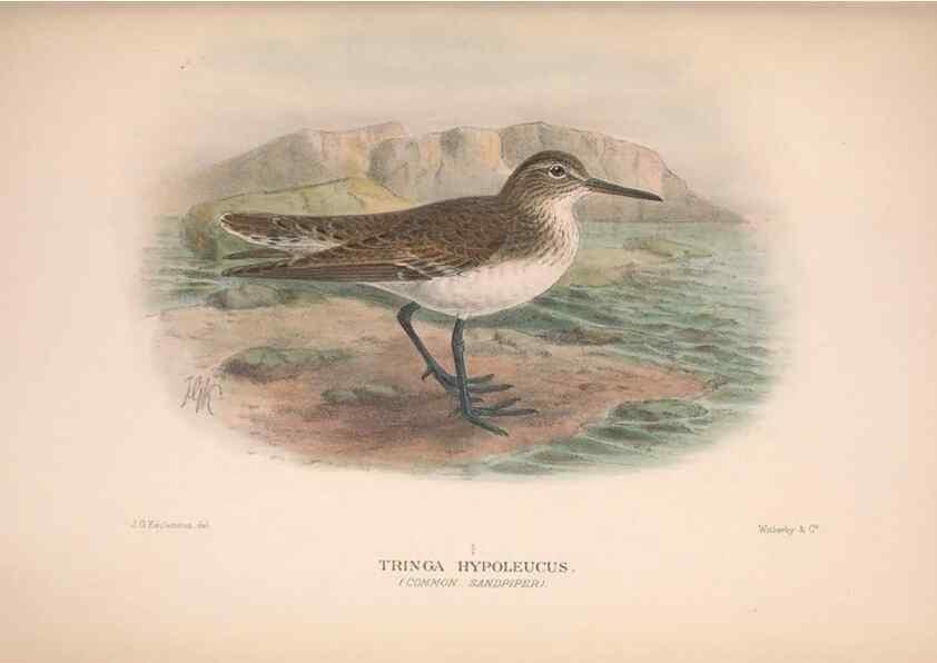 Reproducción/Reproduction 48684054833: The Birds of Australia. London :Witherby & Co.,1910-1927.. 