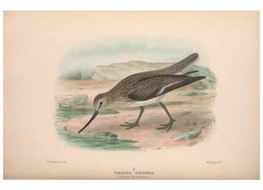 Reproducción/Reproduction 48684570082: The Birds of Australia. London :Witherby & Co.,1910-1927.. 