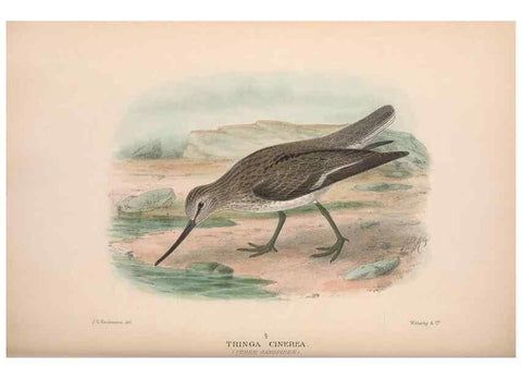 Reproducción/Reproduction 48684570082: The Birds of Australia. London :Witherby & Co.,1910-1927.. 