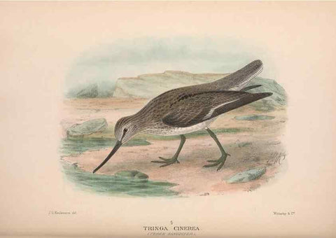 Reproducción/Reproduction 48684570082: The Birds of Australia. London :Witherby & Co.,1910-1927.. 